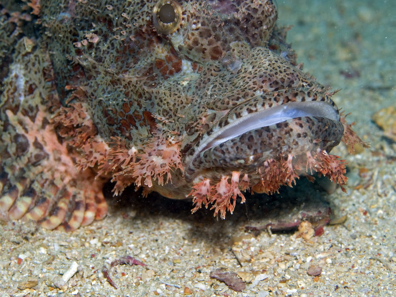 Scorpion Fish, Seaventures House Reef